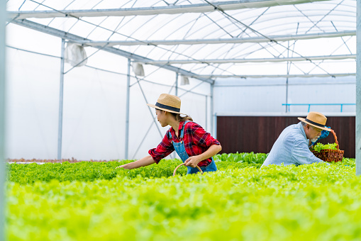 Asian woman and senior man farmer working together in organic hydroponic farm. Modern vegetable garden owner inspect lettuce vegetable for harvesting in greenhouse. Small business healthy food concept.