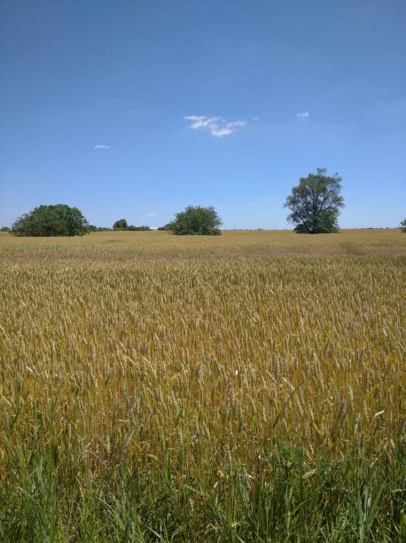 istock Meadow with green hills in the back 2049855293