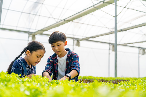 Asian boy and girl learning to grow and care organic vegetable in hydroponics system greenhouse garden. Children kid looking organic green oak lettuce in vegetable farm. Education healthy food concept