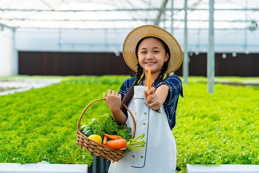 Portrait of Happy little Asian girl farmer holding organic lettuce in the basket in greenhouse garden. Child girl kid learning hydroponic system in vegetable farm. Education and healthy food concept.