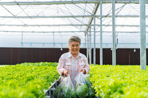 Asian senior woman gardener handed organic lettuce vegetable in plastic bag to delivery man at hydroponic system greenhouse garden. Small business salad farm owner and healthy food delivery concept.