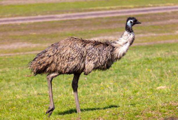 istock Portrait of an emu (Struthio camelus) 2049859997