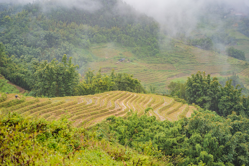 Rows of fields ready for planting in Fujian Province, China