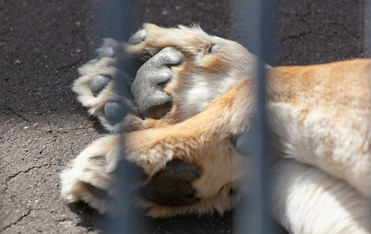 Lioness paws in a zoo cage.