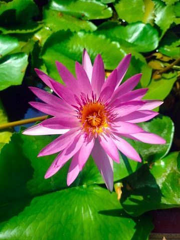 Beautiful violet purple lotus flower blooming in tropical summer,  Known as BUA in Thailand, Lotus is symbol of goodness, rests above water symbolizes spiritual enlightenment