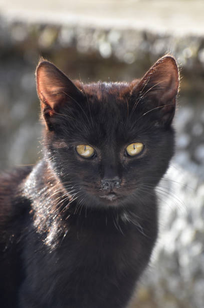 istock Portrait of a black cat 2049903304
