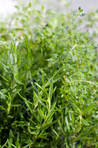 istock Fresh herbs in the garden 2049912733