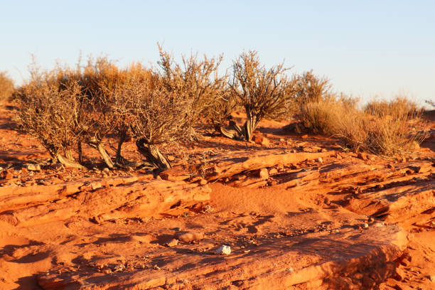 Dry bushes in the desert on a sunny day