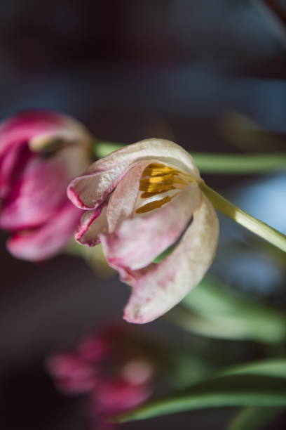 Textures and feelings of fading nature. Macro photos of old Tulips lossing its freshness with beautiful shapes. Artistic interpretation of death and getting old, its beauty.