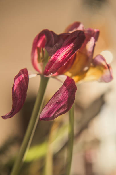 Textures and feelings of fading nature. Macro photos of old Tulips lossing its freshness with beautiful shapes. Artistic interpretation of death and getting old, its beauty.