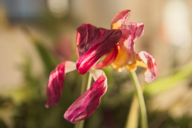 Beautiful tulip flower on a green defocused garden background. Nice bokeh light.