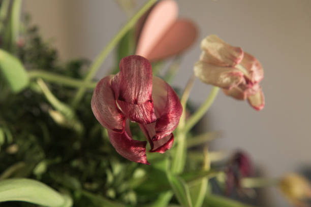 Textures and feelings of fading nature. Macro photos of old Tulips lossing its freshness with beautiful shapes. Artistic interpretation of death and getting old, its beauty.