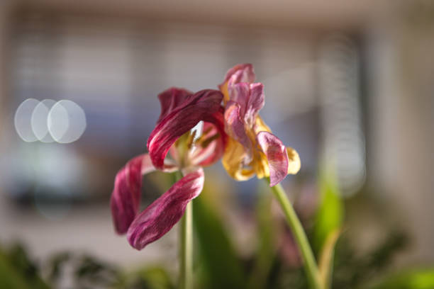 Textures and feelings of fading nature. Macro photos of old Tulips lossing its freshness with beautiful shapes. Artistic interpretation of death and getting old, its beauty.