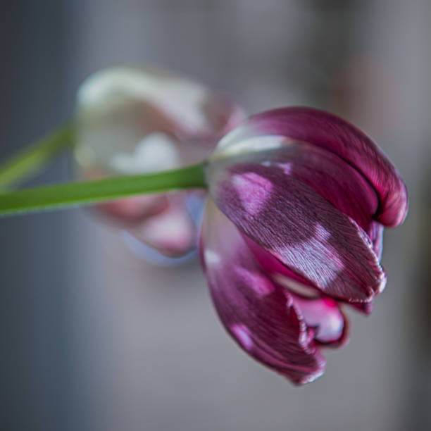Textures and feelings of fading nature. Macro photos of old Tulips lossing its freshness with beautiful shapes. Artistic interpretation of death and getting old, its beauty.