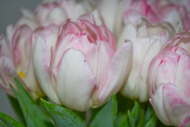 tulips bouquet in pink white