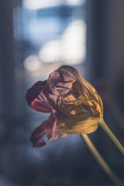 Textures and feelings of fading nature. Macro photos of old Tulips lossing its freshness with beautiful shapes. Artistic interpretation of death and getting old, its beauty.