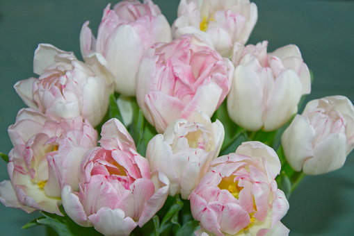 tulips bouquet in pink white