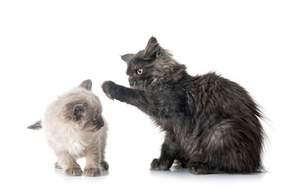 istock maine coon and siamese kitten 2049964649
