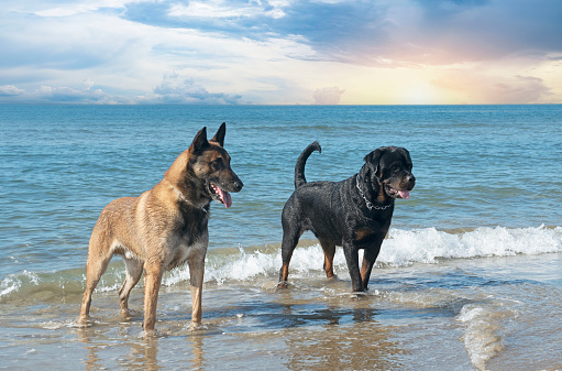 young rottweiler and malinois on the beach