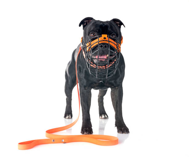 istock staffordshire bull terrier 2049965147