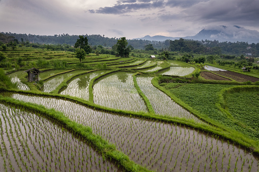 Picturesque paddy rice terrace fields at Maha Ganga valley of Karangasem district in tropical Bali island, Indonesia