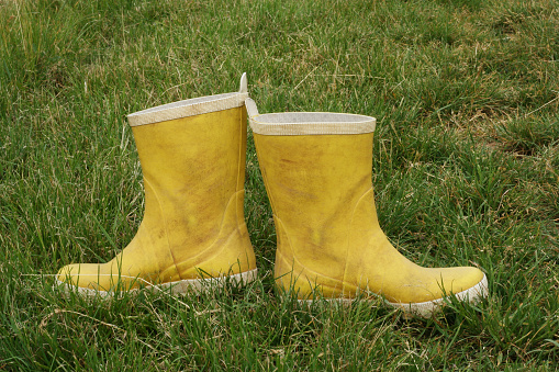 Yellow rubber boots left in the middle of field. Rubber Boots staying on the grass
