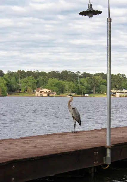 A blue heron on pier at Lake Tyler, East TX, patiently fishing