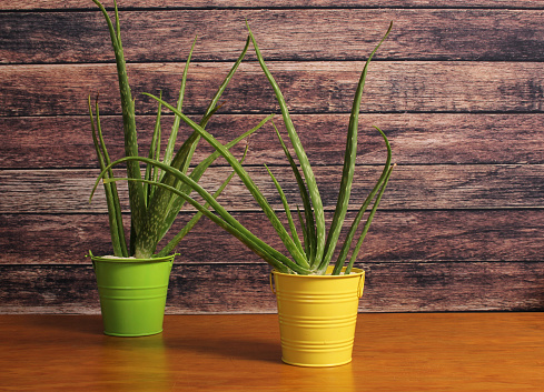 The Aloe plants in pots on a wooden table