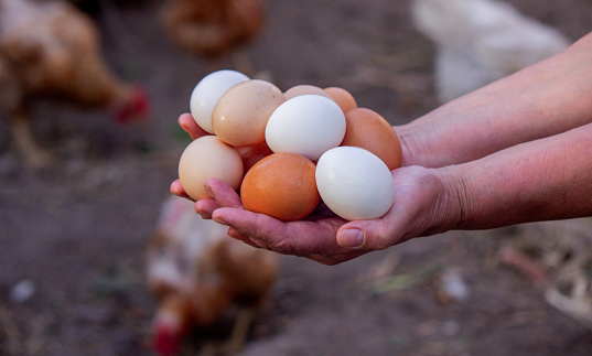 a woman holds chicken eggs in her hands against the background of chickens. farm