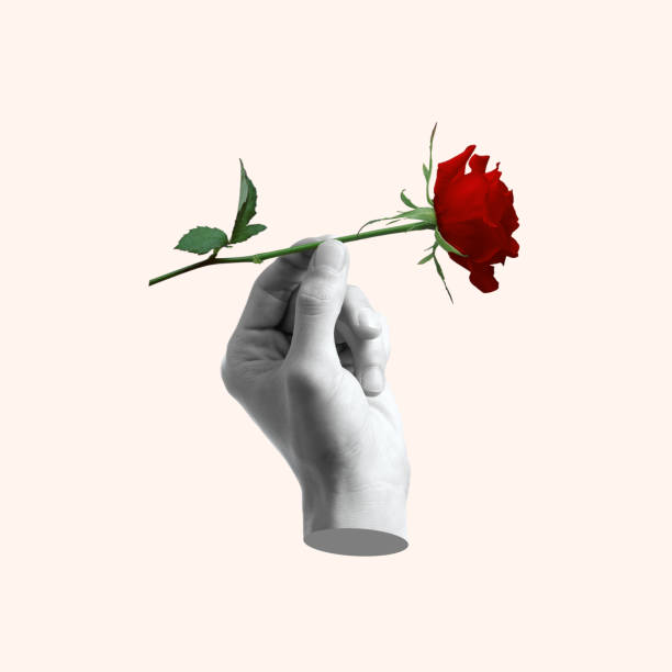 istock Creative collage of hand holding a rose flower. 2050026300
