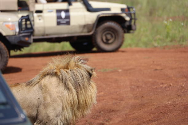 istock Lions in africa 2050034994