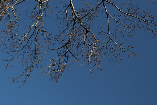 Bare branches against blue sky