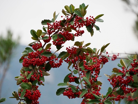 Clusters of ripening oblong berries on a Viburnum Lantana, also known as a Wayfaring (or Wayfarer) Tree because the bushes are usually found beside pathways or roads.