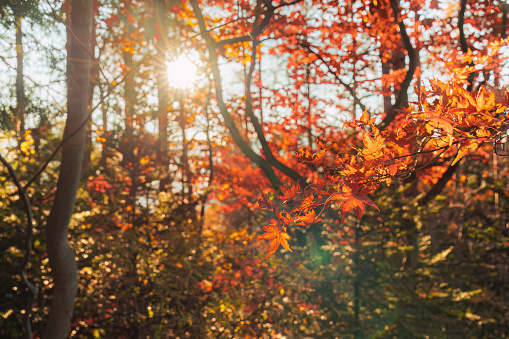 Colorful maple leaves and trees and deep autumn forest natural background.