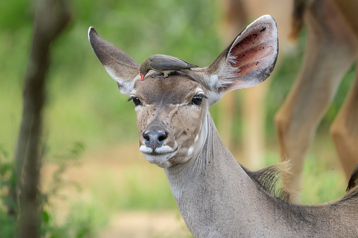 A beautiful male Nyala antelope with an oxpecker. Image was taken at Kruger Nationalpark, South Africa.