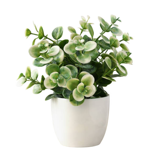 istock Green and white artificial plant with small leaves in a plastic pot isolated on white 2050069935