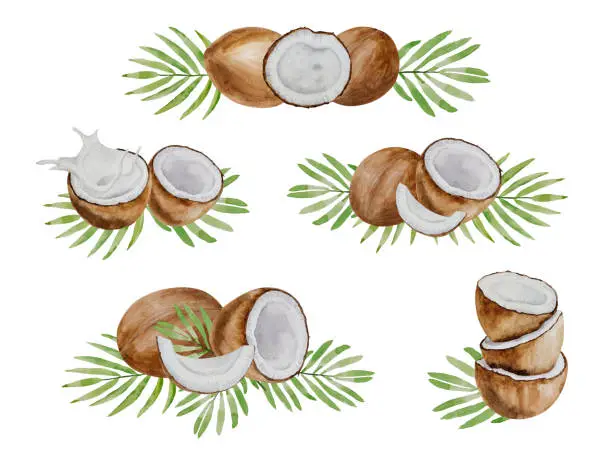 Vector illustration of Vector and watercolor coconut compositions.  Collages of coconuts, halves and parts, palm leaves, hand painted, white background