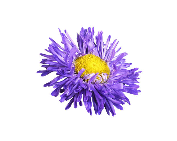 istock Purple aster flower isolated 2050071028