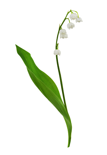 Close-up image of a lily of the valley against a green leaf