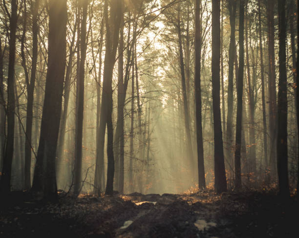 istock morning sunrise in the forest with sunlight 2050075312