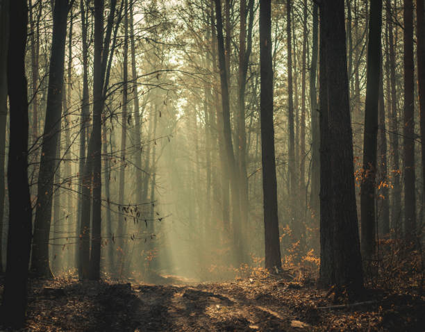 istock morning sunrise in the forest with sunlight 2050075316