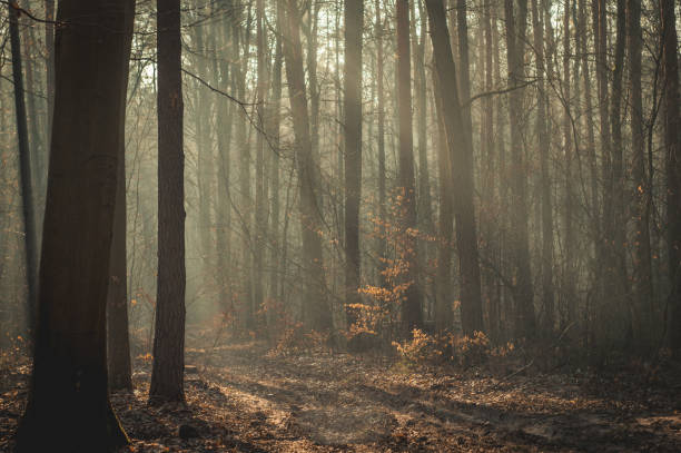 istock morning sunrise in the forest with sunlight 2050075852