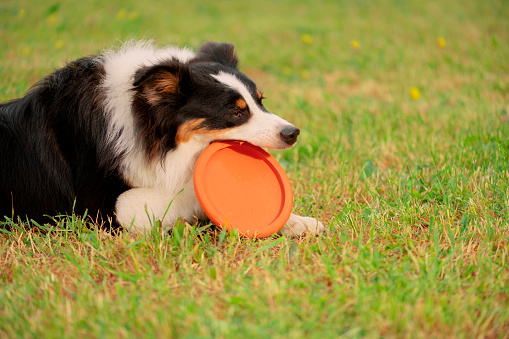 Dog gnawing pet toy in outdoors, side view