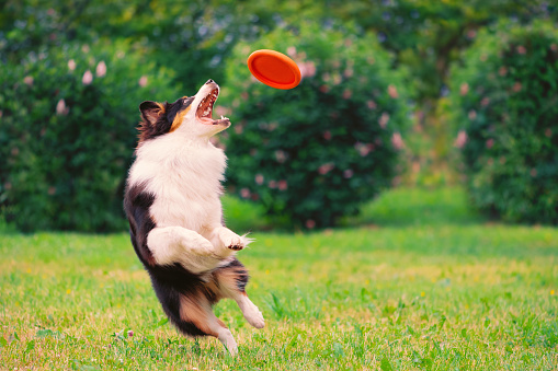 Dog catching orange flying disc it in mouth in jump. Crazy Australian Shepherd catching flying pet toy on lawn