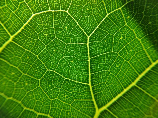 istock The close up image of green leaf vein 2050079025