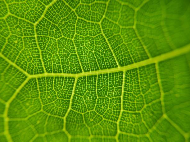 istock The close up image of green leaf vein 2050079028