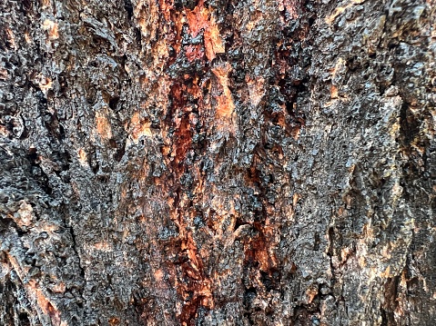 Horizontal extreme closeup photo of extruded, dried, red orange tree sap on the black bark of an Australian Iron Bark tree in Summer.