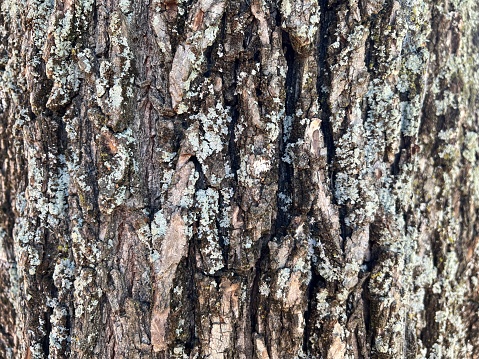 Extreme closeup photo of grey green lichen growing on the old, cracked brown toned bark of an Elm tree in Summer.