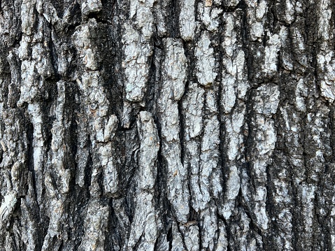 Extreme closeup photo of the old, cracked grey toned bark of an Elm tree in Summer.