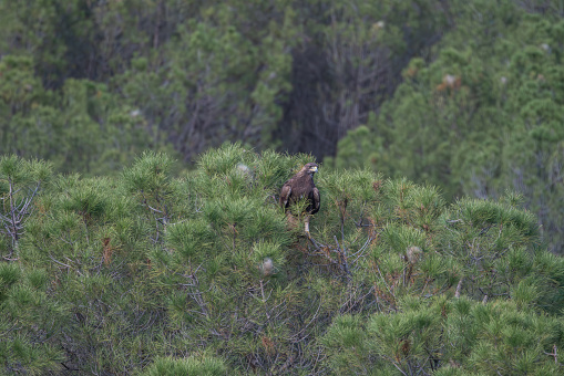 Beautiful bird of prey, a young golden eagle observed from the branches of the trees in Sierra Morena, Andalusia, Spain, Europe